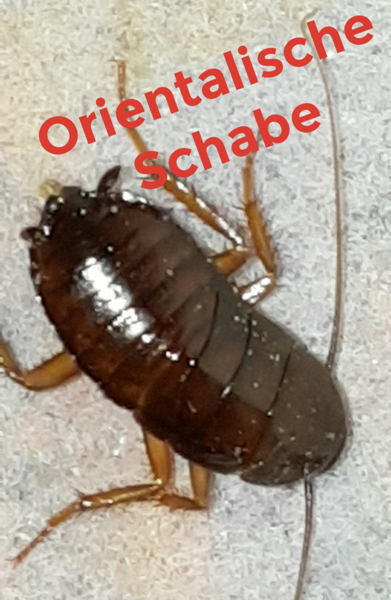 Kammerjäger Niederbayern Tobias Käufl