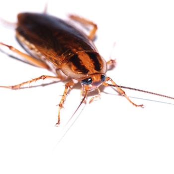 Kammerjäger Niederbayern Tobias Käufl