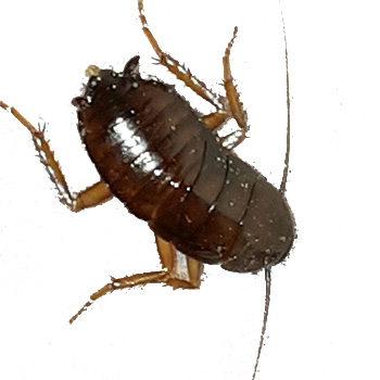 Kammerjäger Niederbayern Tobias Käufl