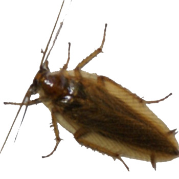 Kammerjäger Niederbayern Tobias Käufl