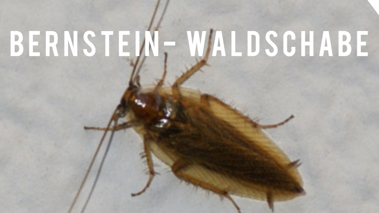 Kammerjäger Niederbayern Tobias Käufl