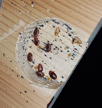 Kammerjäger Niederbayern Tobias Käufl