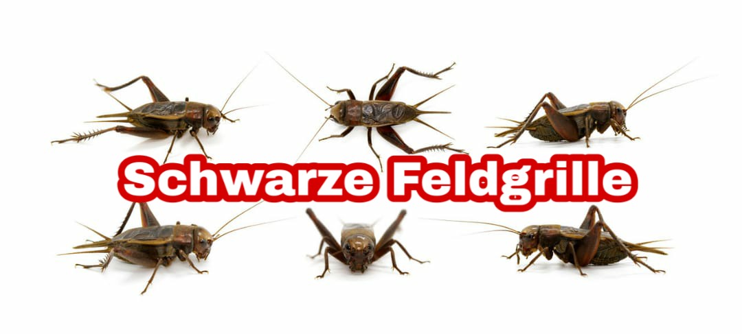Kammerjäger Niederbayern Tobias Käufl