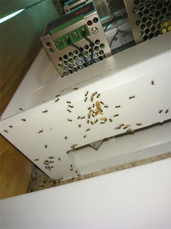 Kammerjäger Niederbayern Tobias Käufl