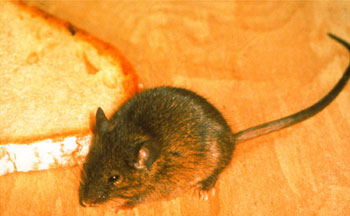 Kammerjäger Niederbayern Tobias Käufl