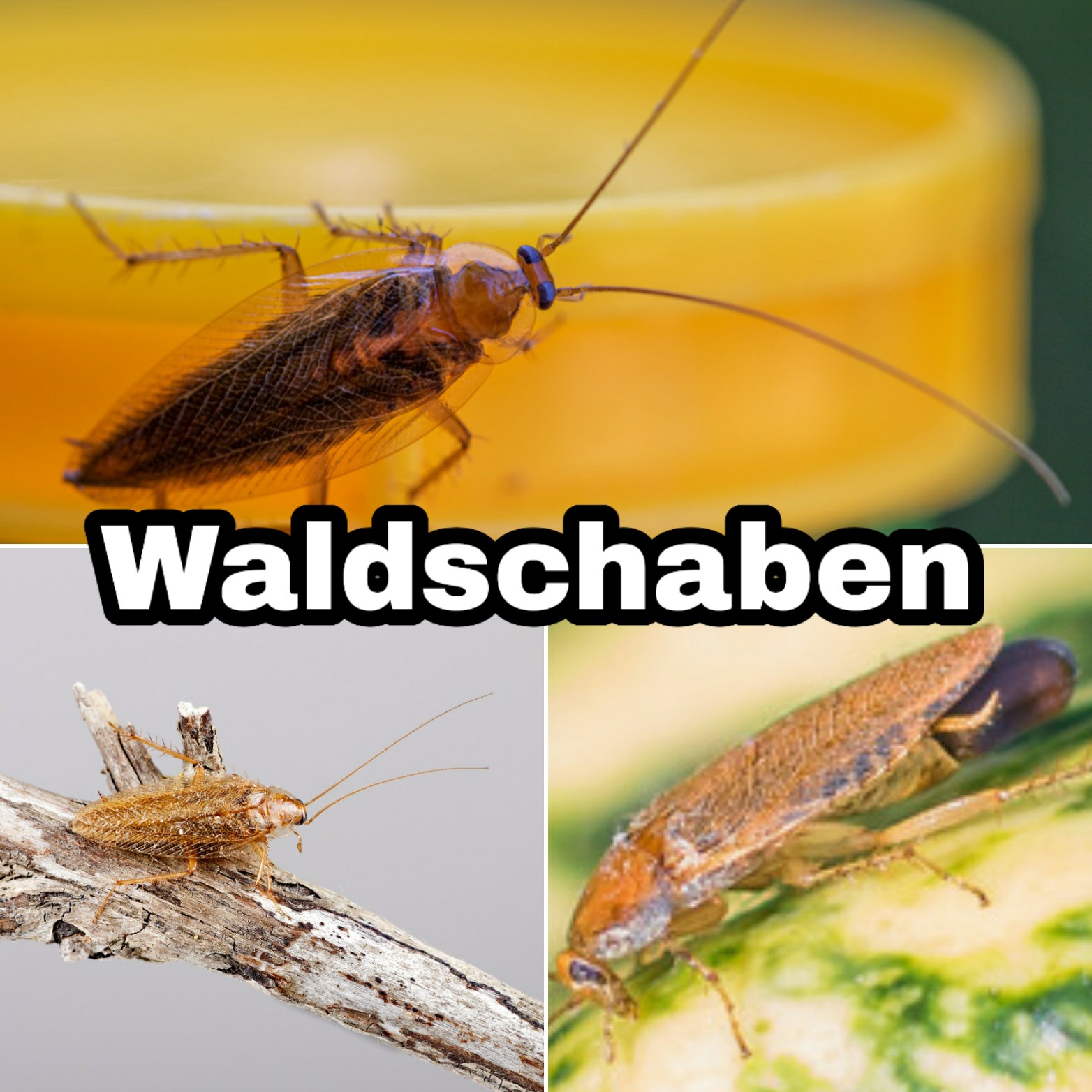 Waldschabe umgangssprachlich auch Kakerlake oder Küchenschabe Kammerjäger München Tobias Käufl